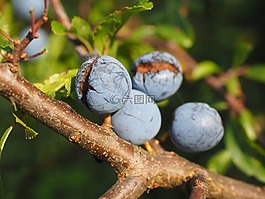 schlehe,浆果,蓝色