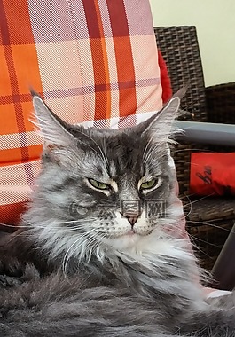 宿醉,緬因浣熊,大貓