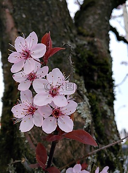 花,樹,植物