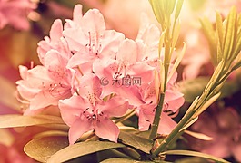 開花,杜鵑,鮮花
