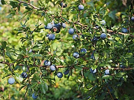 schlehe,浆果,蓝色