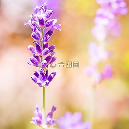 熏衣草,紫,開(kāi)花