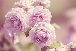 玫瑰,花,粉紅色
