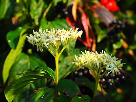 紅色茱萸,鮮花,白