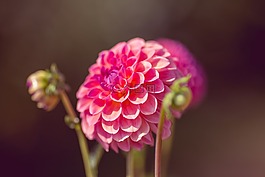 嬌琴紗,花,開花