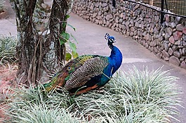動(dòng)物園,性質(zhì),動(dòng)物世界