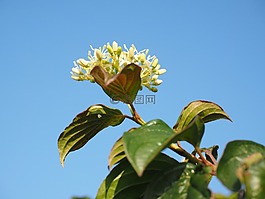 紅色茱萸,開花,白