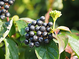 紅色茱萸,萸,漿果