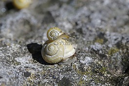 蝸牛,爬網(wǎng),steinig