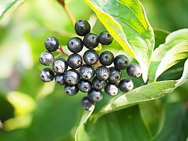 紅色茱萸,萸,漿果