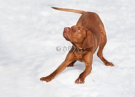 狗,匈牙利交易所vizsla,布朗