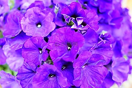 紫色,矮牽牛,花卉園