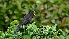 黑鳥(niǎo),鳴鳥(niǎo),花園