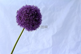 大蒜,紫,球