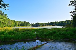 森林,樹,湖