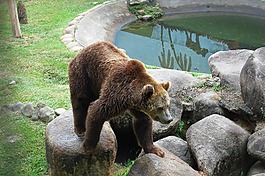 動(dòng)物園,性質(zhì),動(dòng)物世界