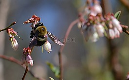 蜜蜂,藍(lán)莓,傳粉者