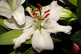 花,賴氨酸,白
