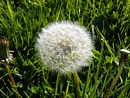 蒲公英,花,夏天