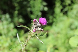 薊,花,宏
