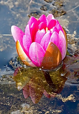 玫瑰,睡蓮,鮮花