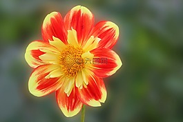 嬌琴紗,開花,黃色紅色