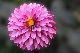嬌琴紗,開花,花
