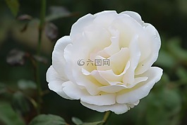 玫瑰,時(shí)尚玫瑰,開(kāi)花