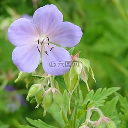 開花,花,紫