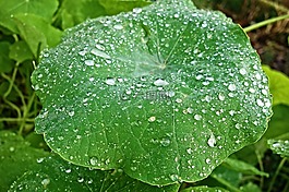 矮牽牛,植物,矮牽牛葉