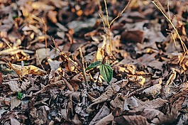 春,植物,伍茲
