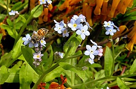 蜜蜂,花粉,鮮花