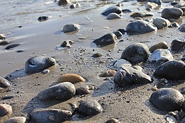 海滩,沿海,海