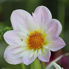 嬌琴紗,開花,花
