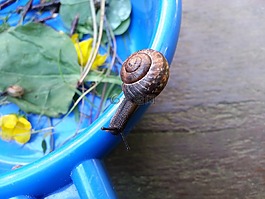 蝸牛,夏天,動物