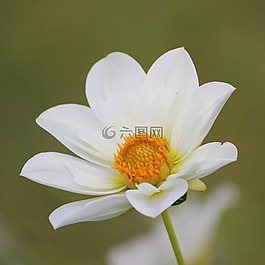 嬌琴紗,開花,花