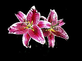 虎百合,花卉,春天