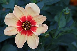 嬌琴紗,開花,花
