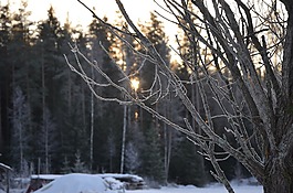 冬天,雪,樹