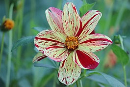 嬌琴紗,開花,花