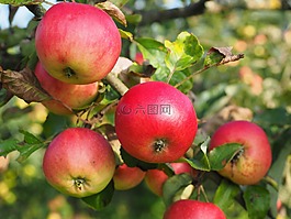 蘋果,蘋果樹,水果