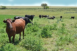字段,牲畜,性質(zhì)
