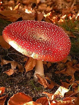 蘑菇,性質(zhì),秋季