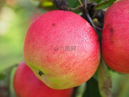 蘋果,蘋果樹,水果