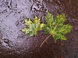 枫叶叶,秋季,雨