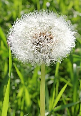 蒲公英,蓬松的花,蓬松的蒲公英