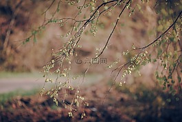 春,伍茲,樹