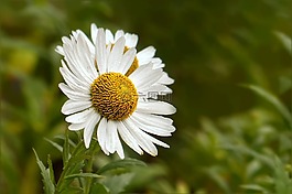 花,瑪格麗特,leucanthemum