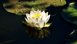 睡莲,白,夏季