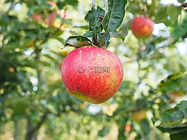 蘋果,蘋果樹,水果
